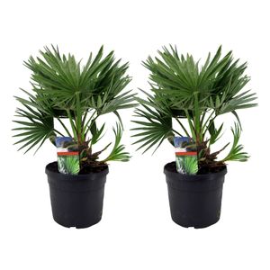 Plant in a Box - Chamaerops 'Vulcano' - 2er Set - Zwergpalme - Winterhart - Topf 19cm - Höhe 35-45cm - Kompakte palme