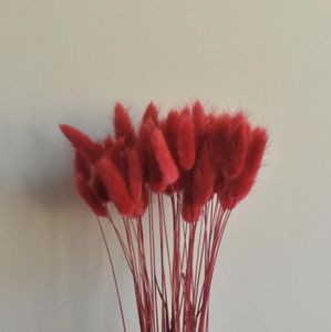 50 Stück Getrocknetes Pampasgras（rot）, Trockenblumen Blumenstrauß Deko, Pampasgras Natürlicher für Inneneinrichtungen Fotografie Hochzeit Weiß