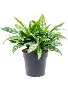 Grünpflanze – Kolbenfaden (Aglaonema Maria) – Höhe: 50 cm – von Botanicly