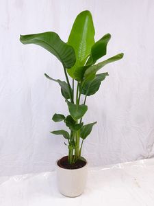 [Palmenlager] - Strelitzia nicolai- Paradiesvogelblume - 110/120 cm - 3er Tuff/Baumstrelitzia/mediterrane Pflanze