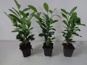 6 Kirschlorbeer Prunus Caucasica 15-35cm winterhart, immergüne-Hecken-Pflanze x