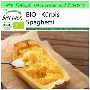 SAFLAX Garden to go -- Kürbis - Spaghetti - Cucurbita pepo - 5 Samen - Mit Topf, Klima - Deckel und Anzuchtsubstrat