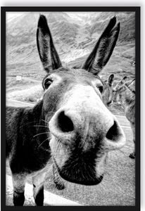 Lustiger Esel auf Straße in den Bergen, Monochrome Poster im Bilderrahmen / Format: 55x40cm / Kunstdruck gerahmt