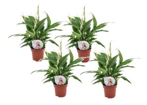 Plant in a Box - Spathiphyllum 'Torelli' - Friedenslilie - Einblatt - Zimmerpflanzen - 4er Set - Topf 12cm - Höhe 30-45cm