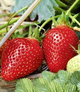 BALDUR-Garten Immertragende Erdbeere "Albion",3 Pflanzen Fragaria, das ganze Jahr Früchte, immertragend, winterhart, Fragaria x ananassa, Früchte essbar