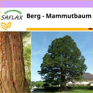 SAFLAX - Berg - Mammutbaum - 50 Samen - Sequoiadendron gigantea