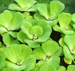 Muschelblume in XXL - Wassersalat-Wasserrose / Pistia stratiotes für den Teich