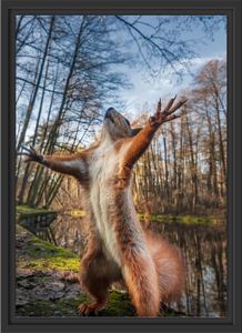 Lustiges Eichhörnchen steht im Wald im Schattenfugen Bilderrahmen / Format: 55x40 im Schattenfugen-Bilderrahmen / Kunstdruck auf hochwertigem Galeriekarton / hochwertige Leinwandbild Alternative