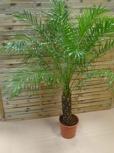 [Palmenlager] Phoenix roebelenii Zwerg-Dattelpalme 160-180 cm/Stamm 40-50 cm/Zimmerpalme