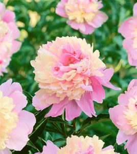 Paeonia lactiflora 'Sorbet', Pfingstrose, zweifarbig, ca. 14x14 cm Topf