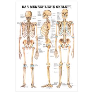 Das menschliche Skelett Mini-Poster Anatomie 34x24 cm medizinische Lehrmittel