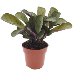 Plant in a Box - Ctenanthe Amagris - Fischgrät-Gebetspflanze - Grüne Zimmerpflanze - Topf 12cm - Höhe 20-30cm