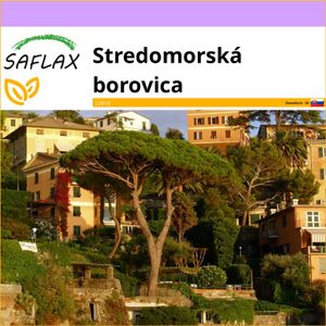 SAFLAX - Stredomorská borovica - Pinus pinea - 6 Semená