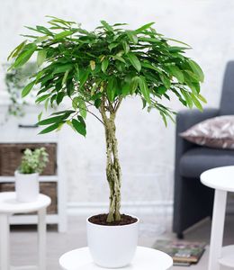 BALDUR-Garten Ficus Amstel King mit geflochtenem Stamm ca. 100-110 cm hoch, 1 Pflanze, Luftreinigende Zimmerpflanze, unterstützt das Raumklima, Langblättrige Feige, mehrjährig - frostfrei halten