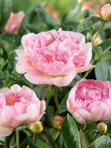 Paeonia lactiflora 'Raspberry Sundae', Pfingstrose, rosa-creme, ca. 11x11 cm Topf