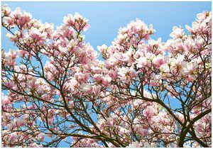 Wallario Fototapete Vliestapete, seidenmatte Oberfläche, einfache Verarbeitung, Größe 350 x 245 cm, Motiv Schöne rosa Magnolien-Blüten vor blauem Himmel