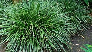 3 x Carex morrowii 'Irish Green' (Ziergras/Gräser/Stauden) Bodendecker - Stauden Gänge