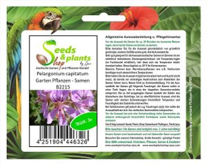 3x Pelargonium capitatum Garten Pflanzen - Samen B2215