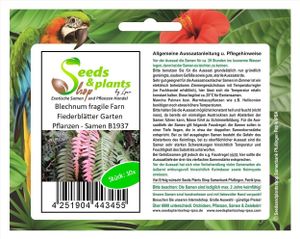 10x Blechnum fragile Farn Fiederblätter Garten Pflanzen - Samen B1937