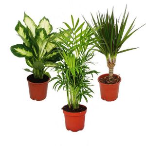 Zimmerpflanzen-Mix II 3er Set, 1x Dieffenbachia, 1x Chamaedorea (Bergpalme) 1x Dracena marginata (Drachenbaum), 10-12cm Topf