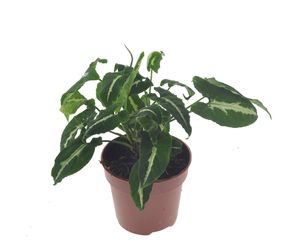 Grünpflanze – Purpurtute (Syngonium Wendlandii) – Höhe: 20 cm – von Botanicly