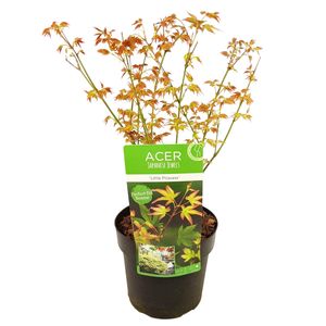 Acer palmatum 'Kleine Prinzessin' - Japanischer Ahorn - Topf 19cm - Höhe 45-55cm