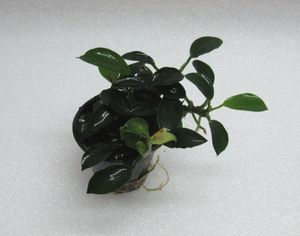 RARITÄT Kriechende Anubias / Anubias nana 'paxing'