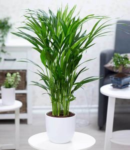BALDUR-Garten Areca Palme ca. 60-70 cm hoch, 1 PflanzeLuftreinigende Zimmerpflanze, unterstützt das Raumklima, Zimmerpalme Goldfruchtpalme Grünpflanze, mehrjährig - frostfrei halten