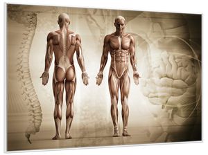 Wallario Wandbild Anatomie Mensch II, Größe: 61 x 91,50 cm, Poster mit weißem Aluminiumrahmen