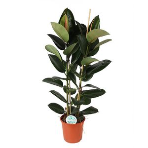 Grünpflanze – Gummibaum (Ficus Elastica Robusta) mit Übertopf – Höhe: 105 cm – von Botanicly