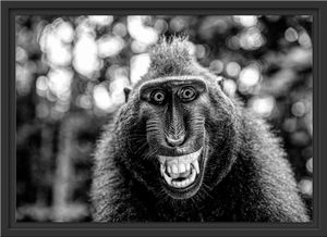Lustiger Affe lacht mit offenem Maul, Monochrome im Schattenfugen Bilderrahmen / Format: 55x40 im Schattenfugen-Bilderrahmen / Kunstdruck auf hochwertigem Galeriekarton / hochwertige Leinwandbild Alternative