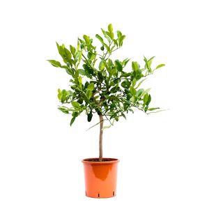 Rastlina ovocia - Kaffirská limetka - Výška: 85 cm