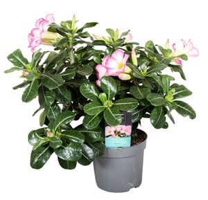 Plant in a Box - Adenium Obesum - Adenium Pink Star - Wüstenrose - Topf 13cm - Höhe 30-40cm - Zimmerpflanzen