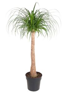 Plant in a Box - Beaucarnea recurvata - Elefantenfuß - Grüne zimmerpflanze - Topf 32cm - Höhe 120-130cm