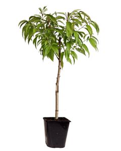Plant in a Box - Prunus Persica 'Saturne' - Pfirsichbaum - Obstbaum - Winterharter Baum - Kübelpflanze - Gartenpflanze - Topf 15 cm - Höhe 60-70cm