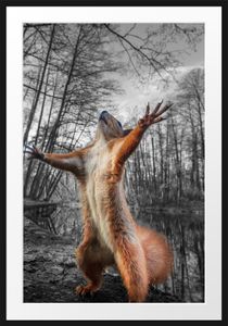 Lustiges Eichhörnchen steht im Wald B&W DetailBilderrahmen mit Galerie-Passepartout / Format: 100x70cm / gerahmt / hochwertige Leinwandbild Alternative