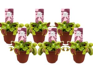Plant in a Box - Dionaea Muscipula - Venusfliegenfalle - Set von 6 - Fleischfressende Pflanze - Zimmerpflanze - Topf 5,5 cm - Höhe 5-10 cm
