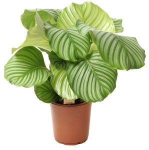 Plant in a Box - Calathea Orbifolia - Korbmarante - Grüne Zimmerpflanze - Luftreinigend - Spezielle Blätter - Topf 21cm - Höhe 55-60cm