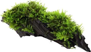 Aquarium Pflanze Vesicularia montagnei Christmas auf Wurzel Tropica Nr.003A YWS Aquarium Pflanze Vesicularia montagnei Christmas auf Wurzel Tropica Nr.003A YWS