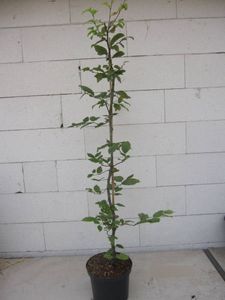 Carpinus betulus - Hainbuche - Weißbuche - Heckenpflanze 80-100