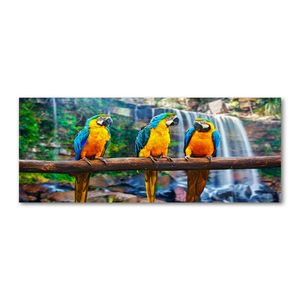 Tulup Acrylglas - Wandkunst - 125 x 50 cm - Bild auf Plexiglas® Dekorative Wand für Küche & Wohnzimmer - Tiere - Papageien auf Ast - Mehrfarbig