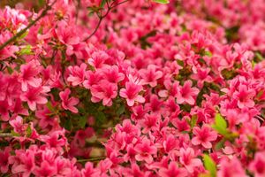 Rhododendron obtusum 'Arabesk' C2 - Japanische Azalee, winterhart