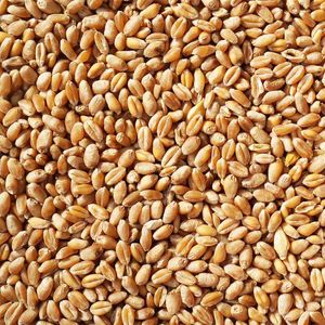25 kg Weizen Futter für Hühner Vögel Kaninchen Marke Vogelfood