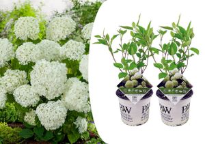 Plant in a Box - Hydrangea arborescens 'Starke Annabelle' - 2er Set - Hortensie - Stark winterharter Laubstrauch - Weiß - Topf 19cm - Höhe 30-40cm