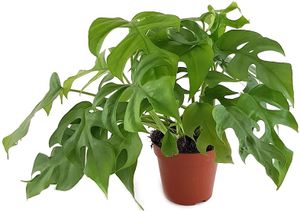 Fangblatt - Monstera Minima - schiefes Fensterblatt - wundervolle Grünpflanze, perfekte Dekoration für Ihr Zuhause
