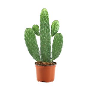 Kaktus von Botanicly – Opuntia Consolea – Höhe: 35 cm