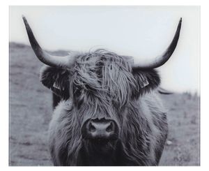 WENKO Glasrückwand Küche Highland Cattle 60 x 50 cm