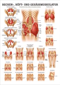 Gesäss, Hüfte u. Beckenmuskulatur Poster Anatomie 70x50 cm med. Lehrmittel