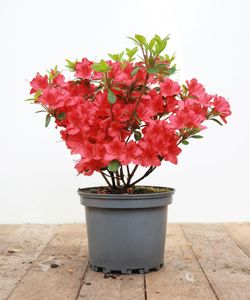 Japanische Azalee 'Maruschka'® Rhododendron obt.'Maruschka'  -R- C 2 20-  25