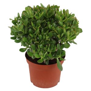 Plant in a Box - Crassula ovata 'Minor' L - Zimmerpflanze - Sukkulente - ⌀ 23 cm - Höhe 45-50 cm